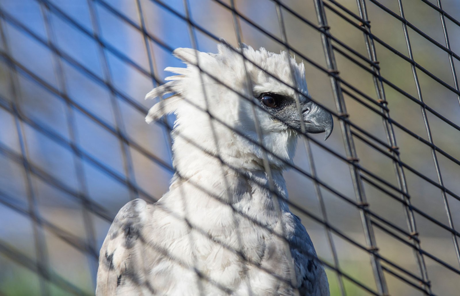 San Diego Zoo Part I 087